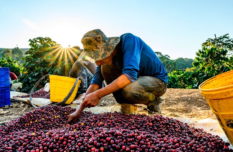 How to drink a cup of SOE, how to mix dark roast and light roast