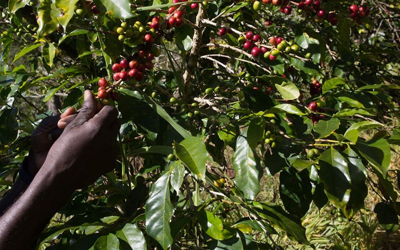 Berry coffee beans, options for different coffee drinking moments