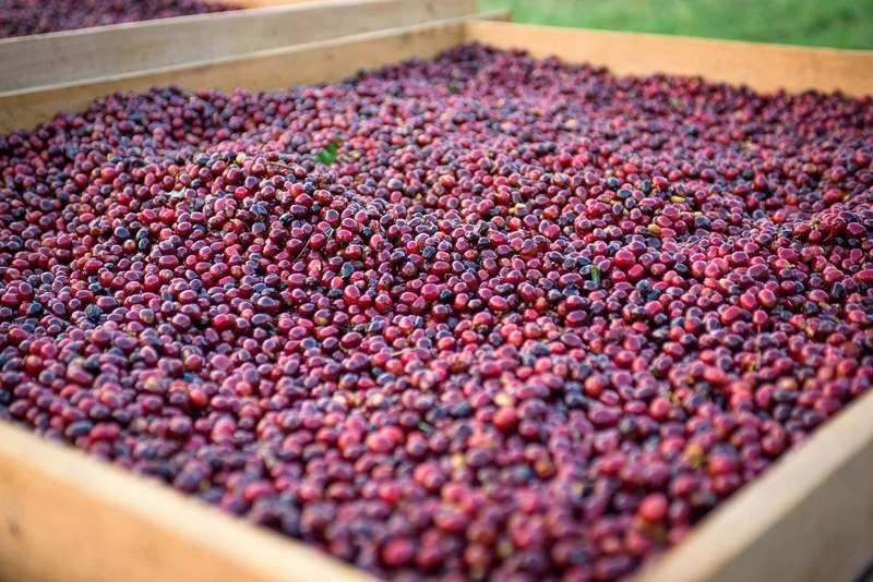 Eight in the morning, overtime and weekends: Recommended cost-effective coffee beans