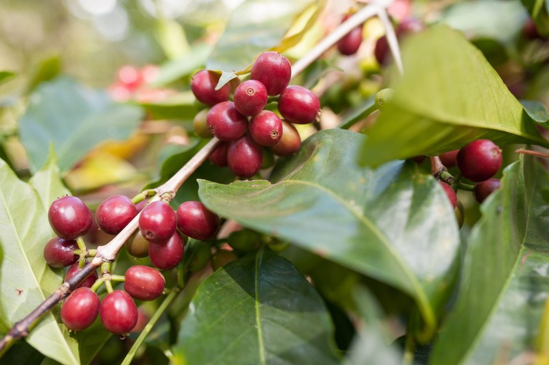 Yirgacheffe SOE: How to drink it in the morning, commuting and afternoon